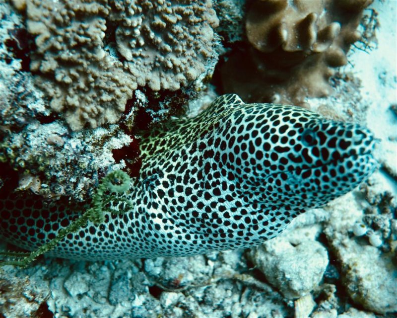 Divesite Image