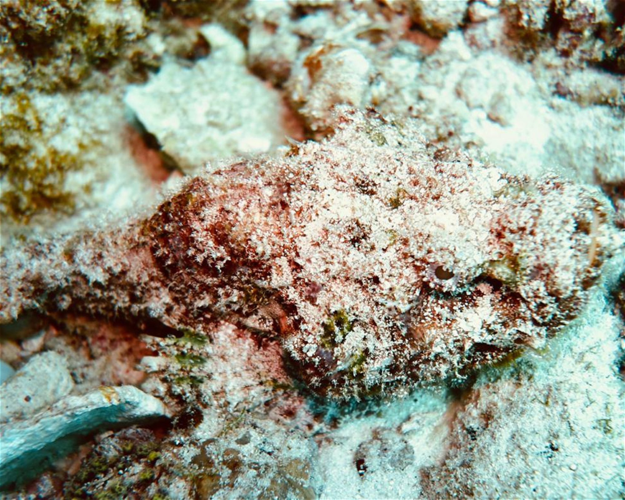 DivePoint Meedhupparu, 960 Meedhupparu