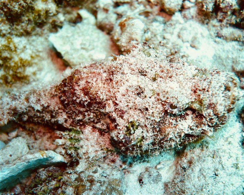 Divesite Image