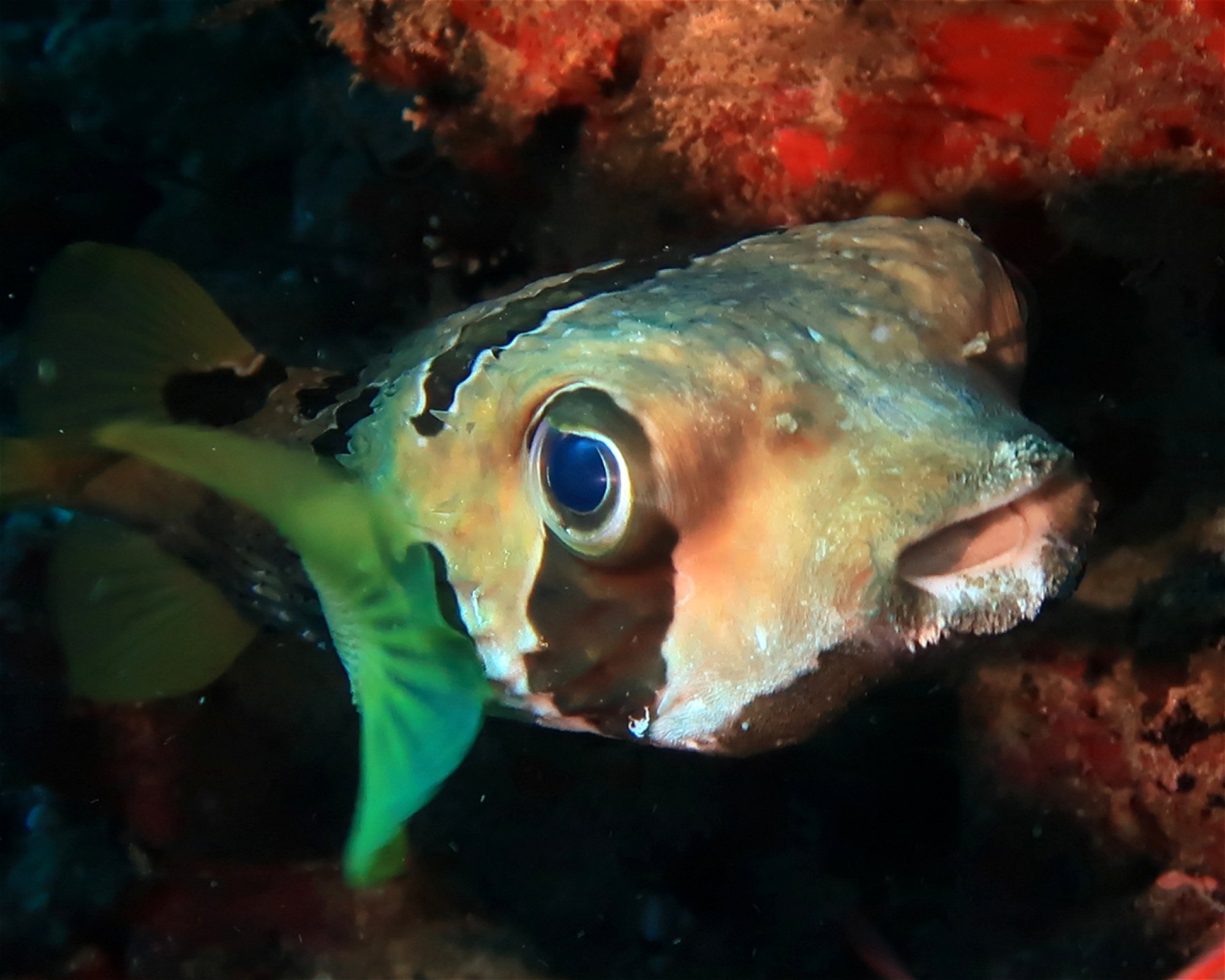 DivePoint Meedhupparu, 960 Meedhupparu