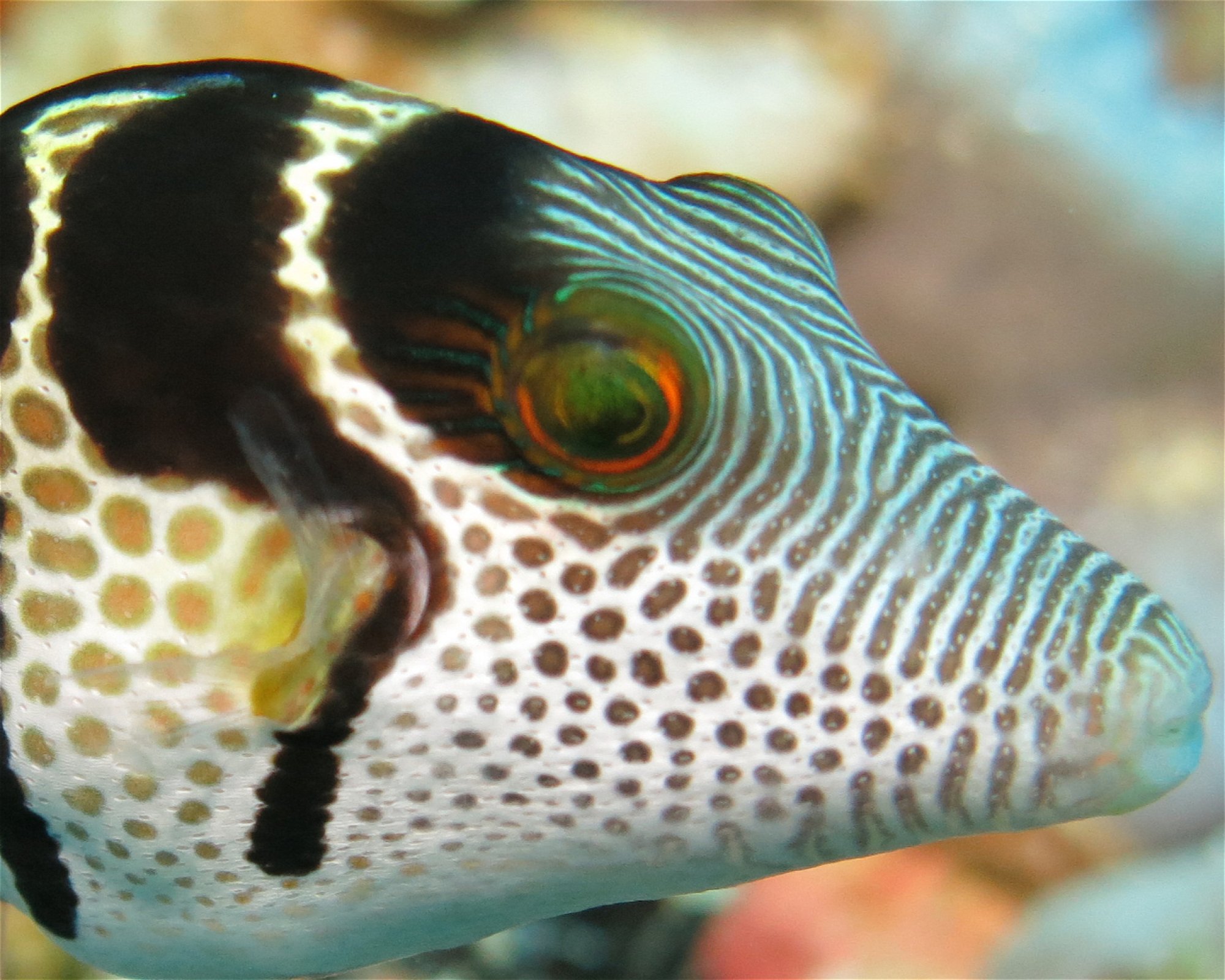 DivePoint Meedhupparu, 960 Meedhupparu
