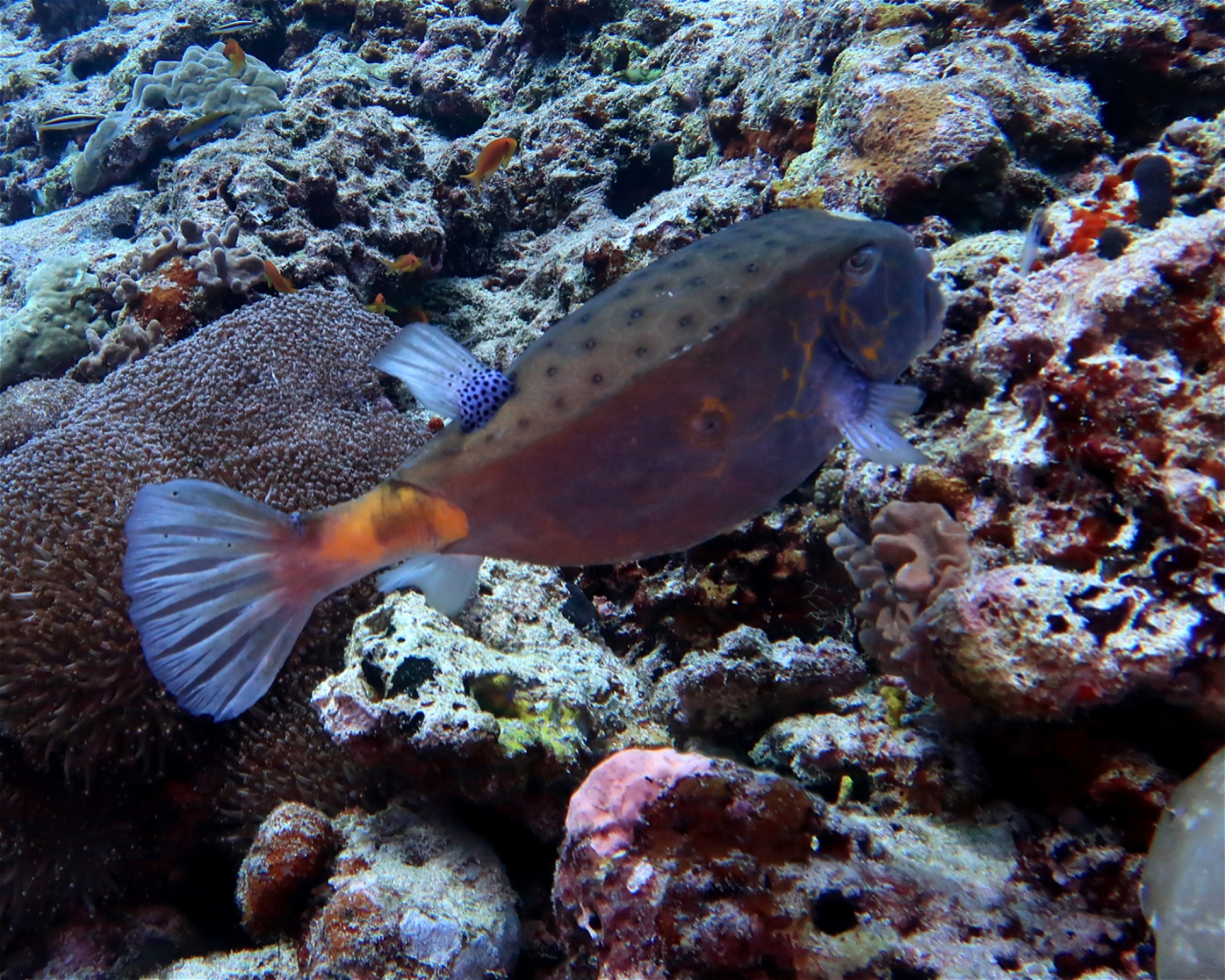 DivePoint Meedhupparu, 960 Meedhupparu