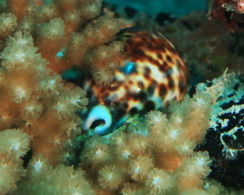 Divesite Image