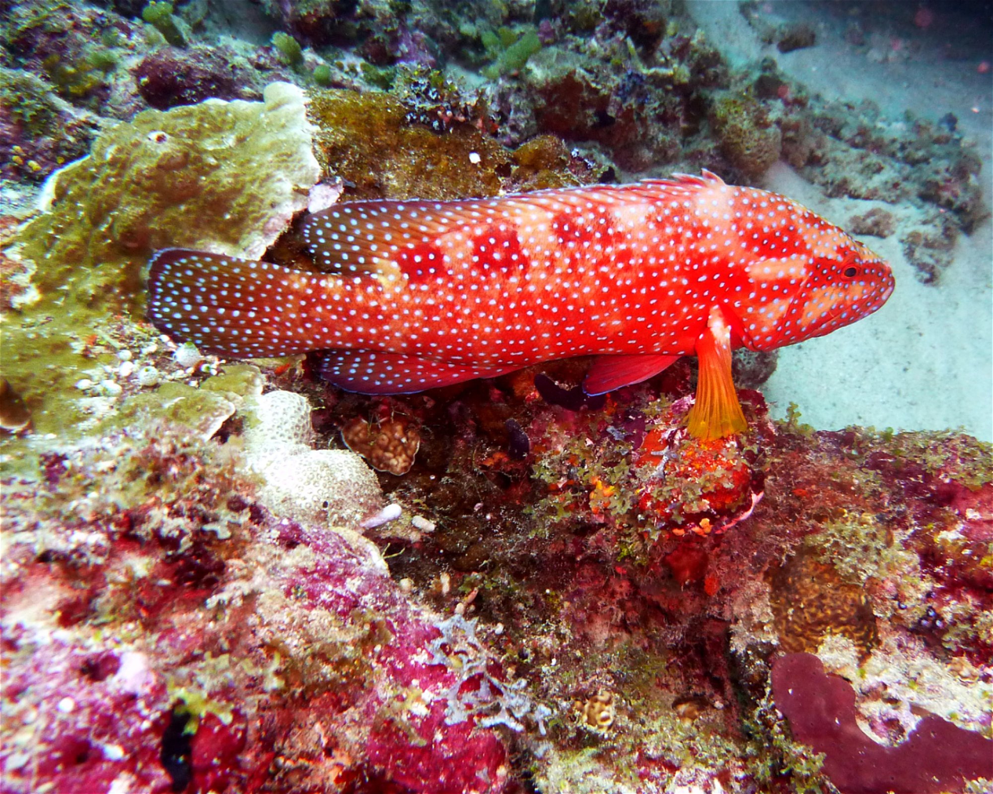 DivePoint Meedhupparu, 960 Meedhupparu