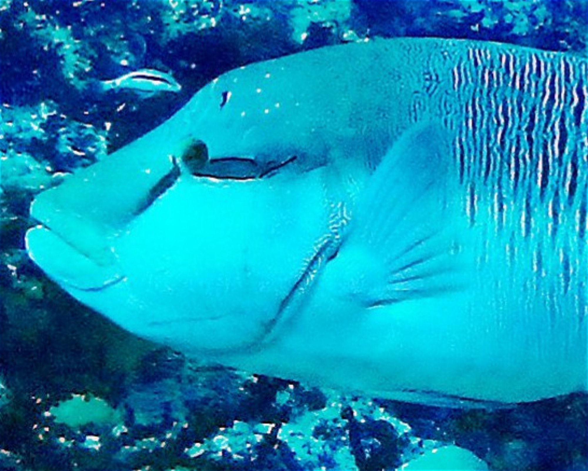 DivePoint Meedhupparu, 960 Meedhupparu