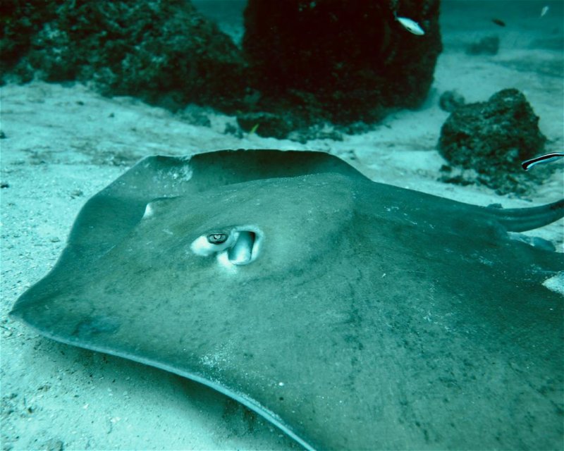 Divesite Image