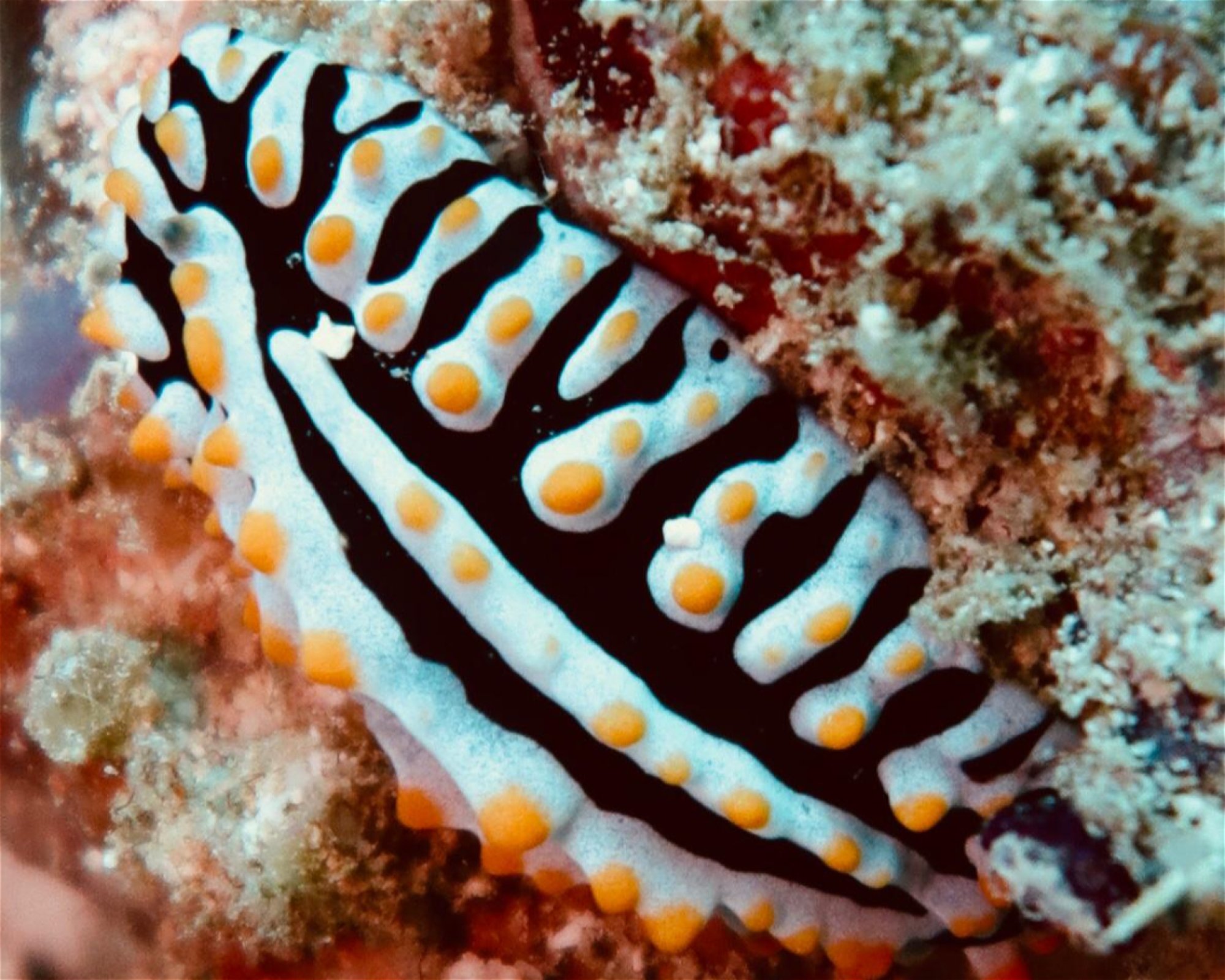 DivePoint Meedhupparu, 960 Meedhupparu