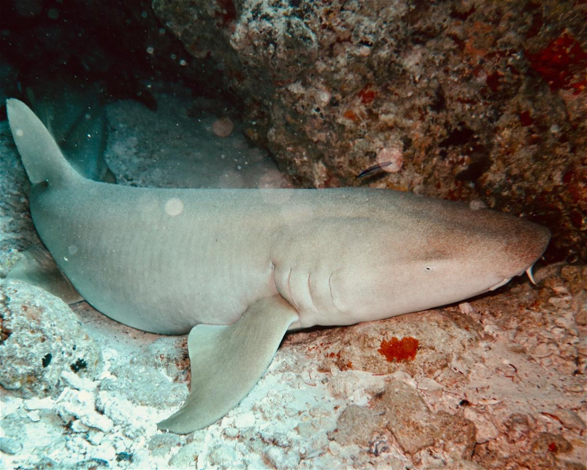 DivePoint Meedhupparu, 960 Meedhupparu