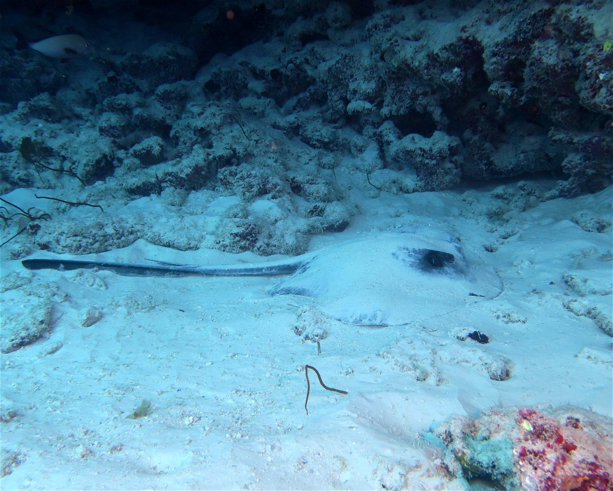 DivePoint Meedhupparu, 960 Meedhupparu