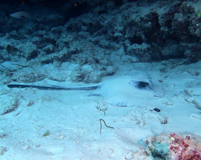 Divesite Image