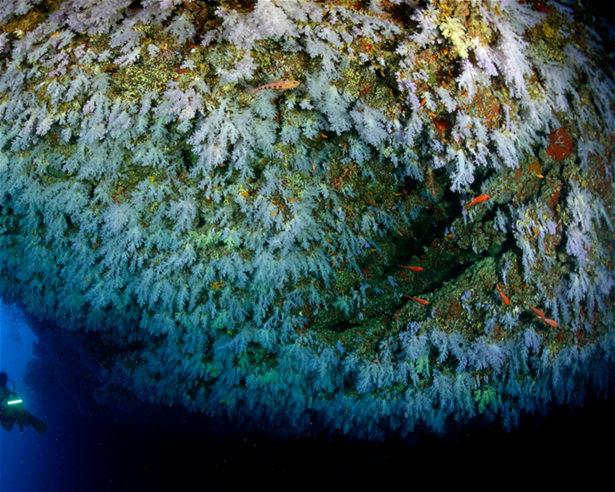 DivePoint Meedhupparu, 960 Meedhupparu