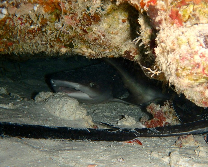 Divesite Image