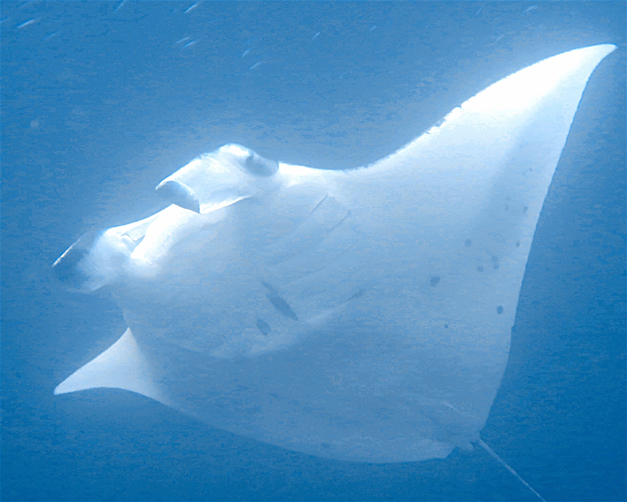 DivePoint Meedhupparu, 960 Meedhupparu