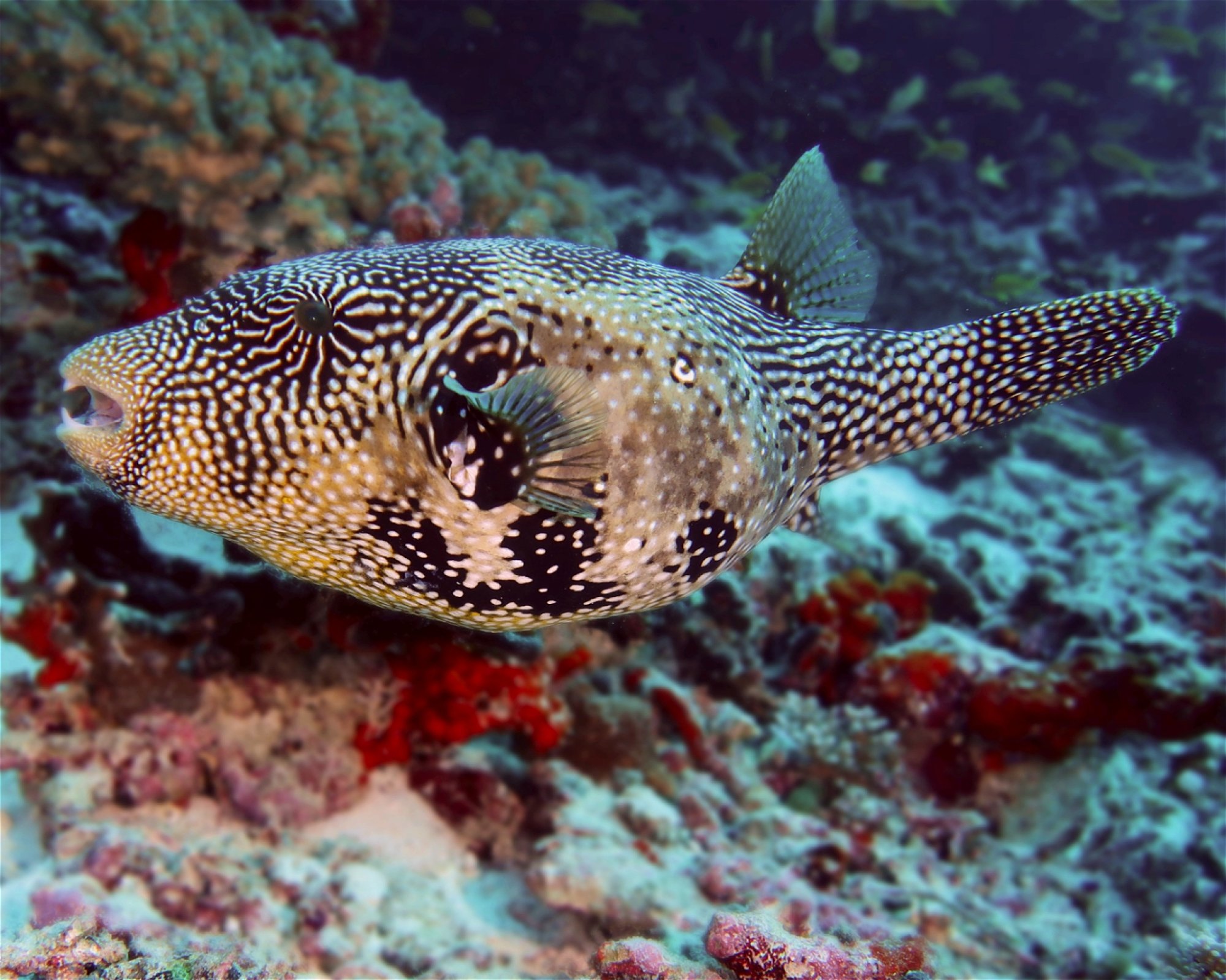 DivePoint Meedhupparu, 960 Meedhupparu