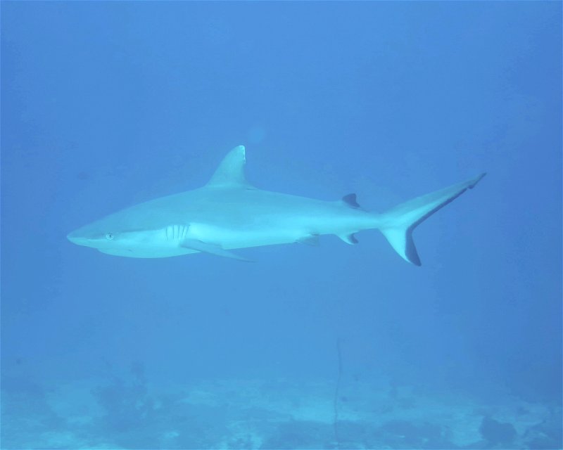 Divesite Image