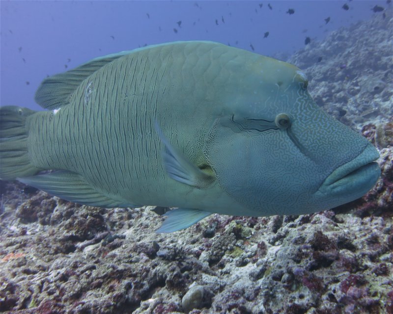 Divesite Image