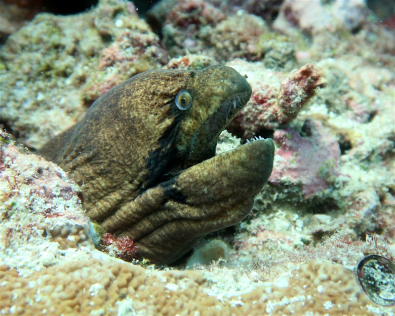 Divesite Image