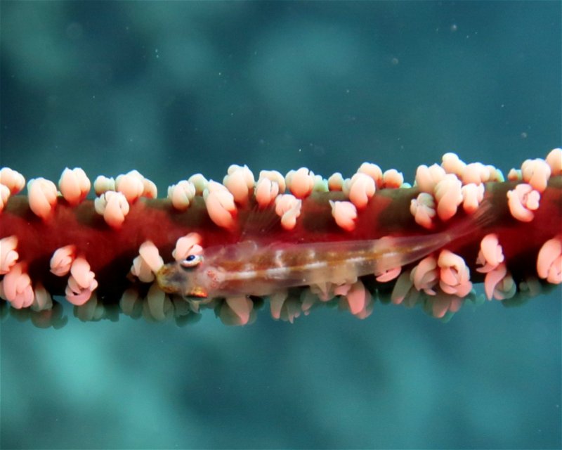 Divesite Image