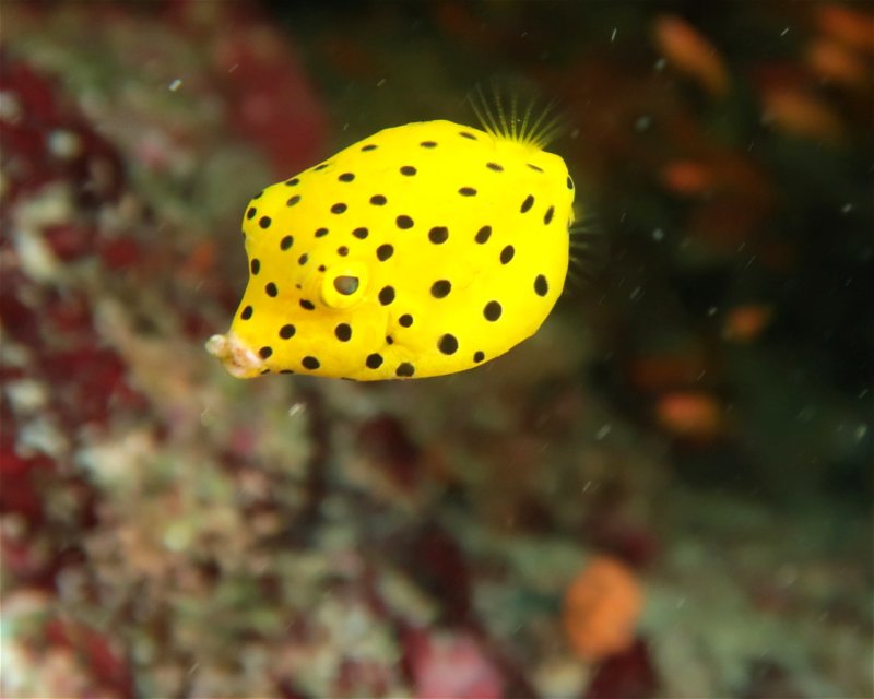 Divesite Image