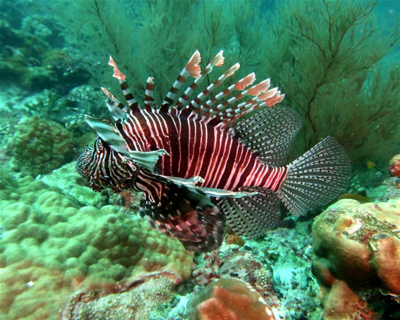 Divesite Image