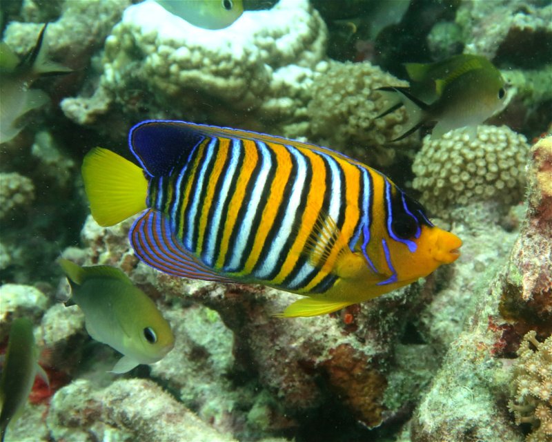 Divesite Image