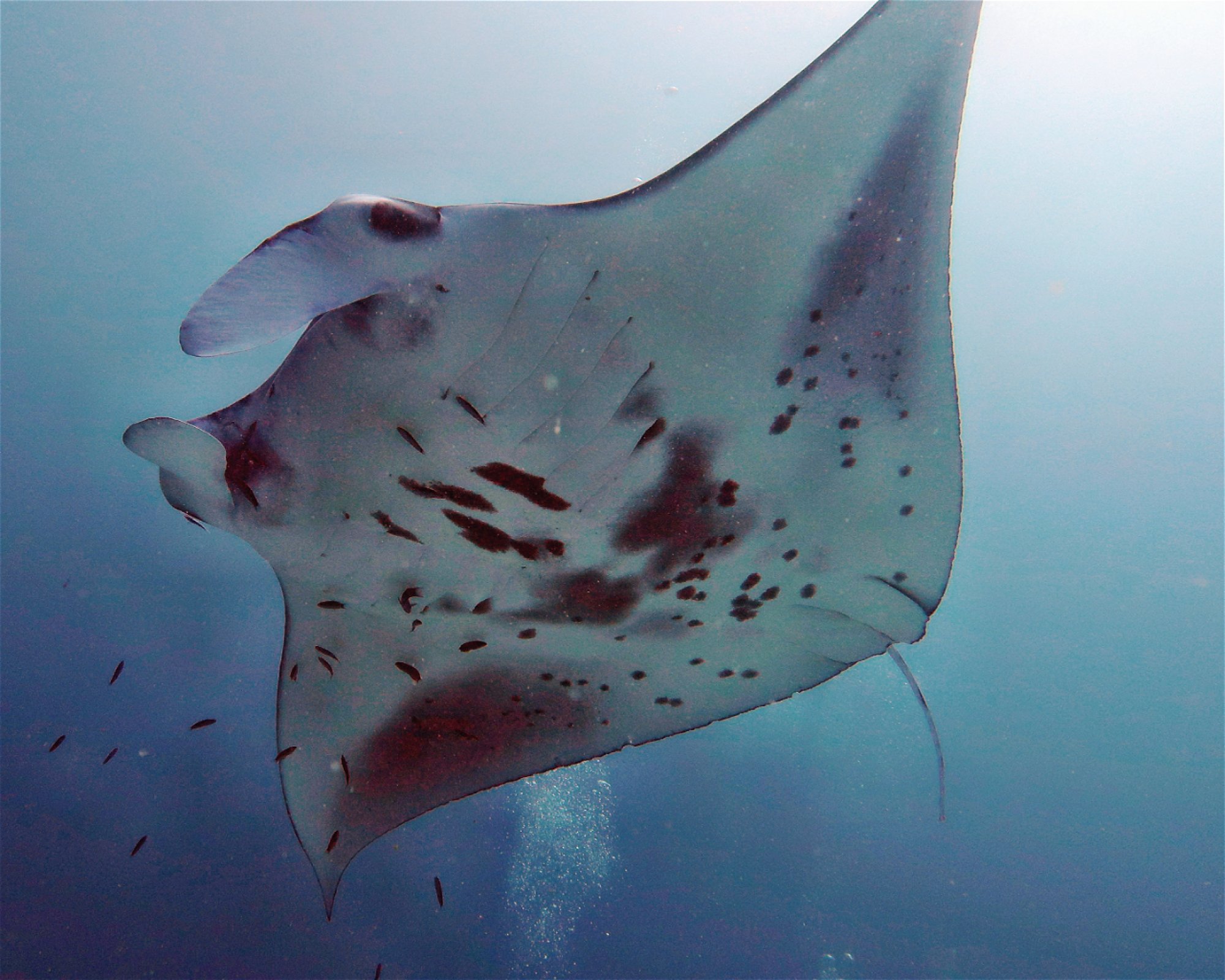 DivePoint Meedhupparu, 960 Meedhupparu