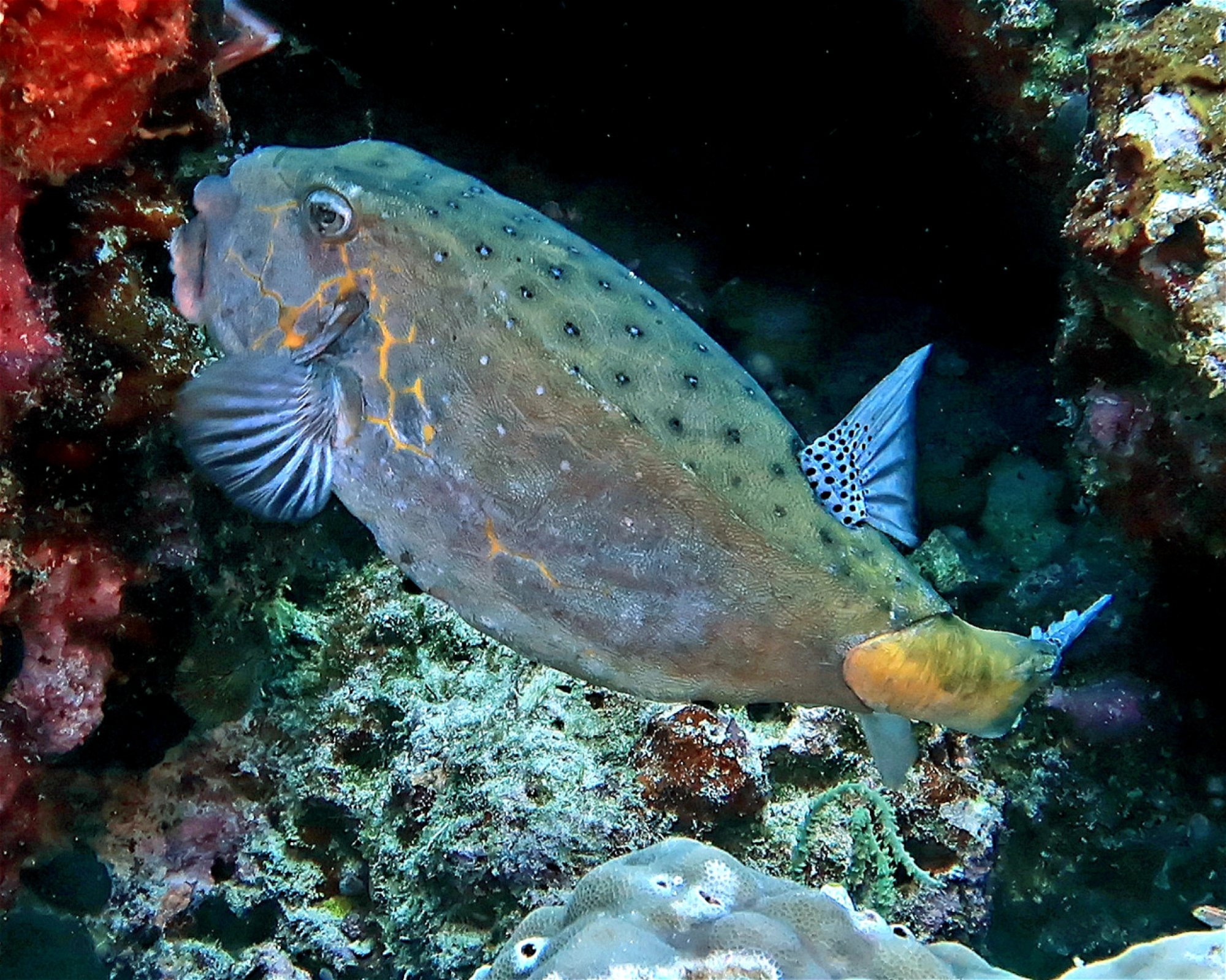 DivePoint Meedhupparu, 960 Meedhupparu
