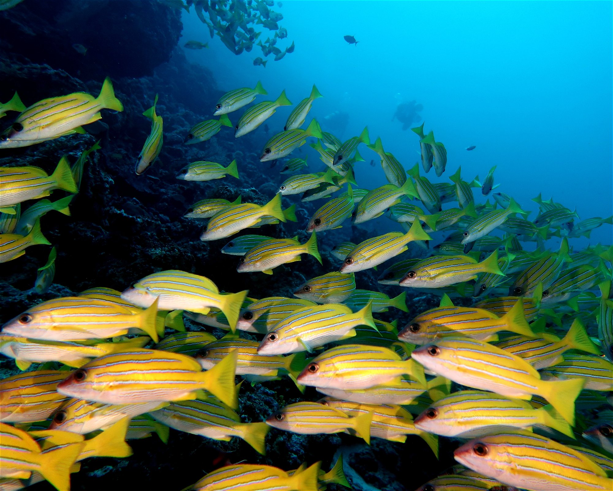 DivePoint Meedhupparu, 960 Meedhupparu