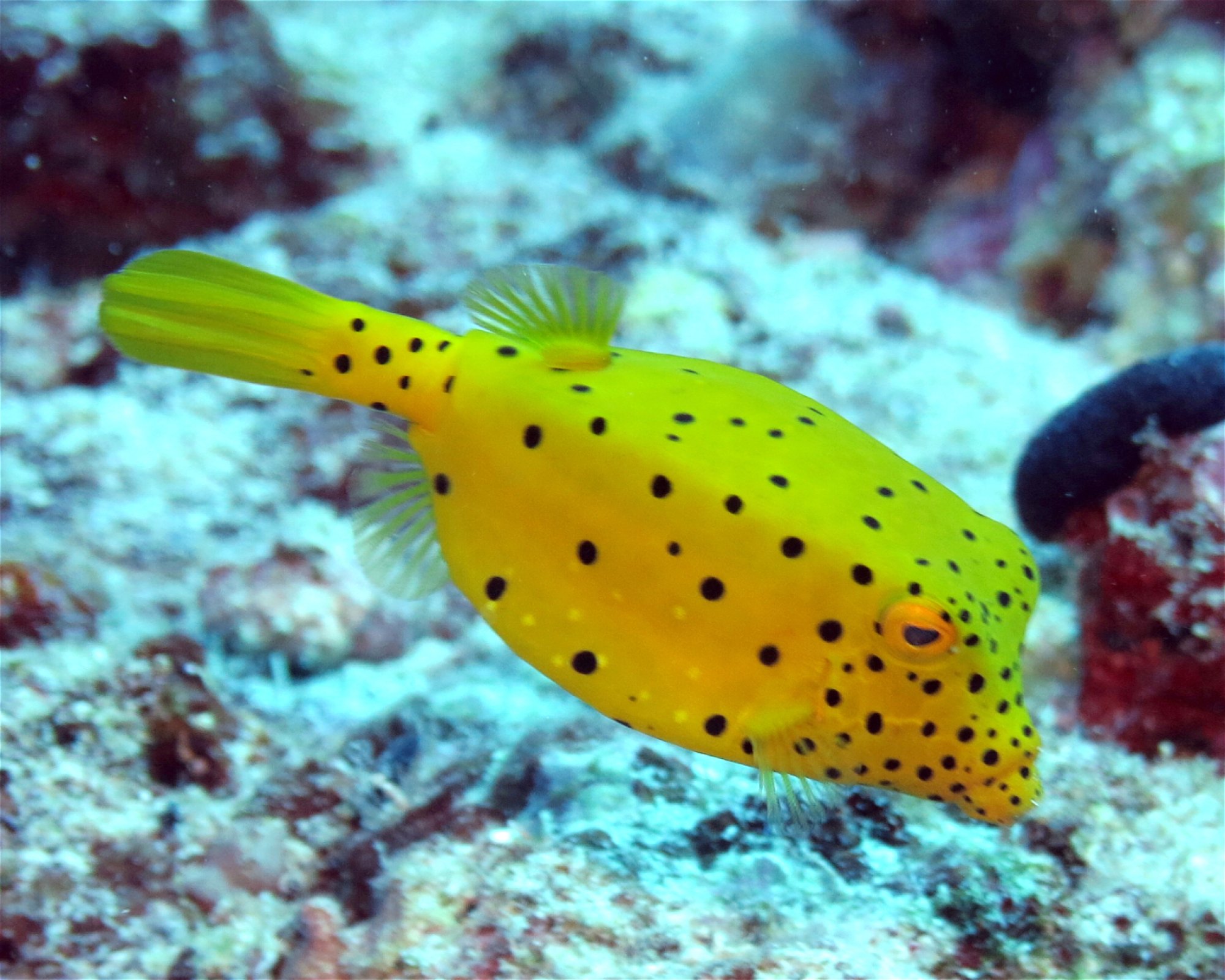 DivePoint Meedhupparu, 960 Meedhupparu