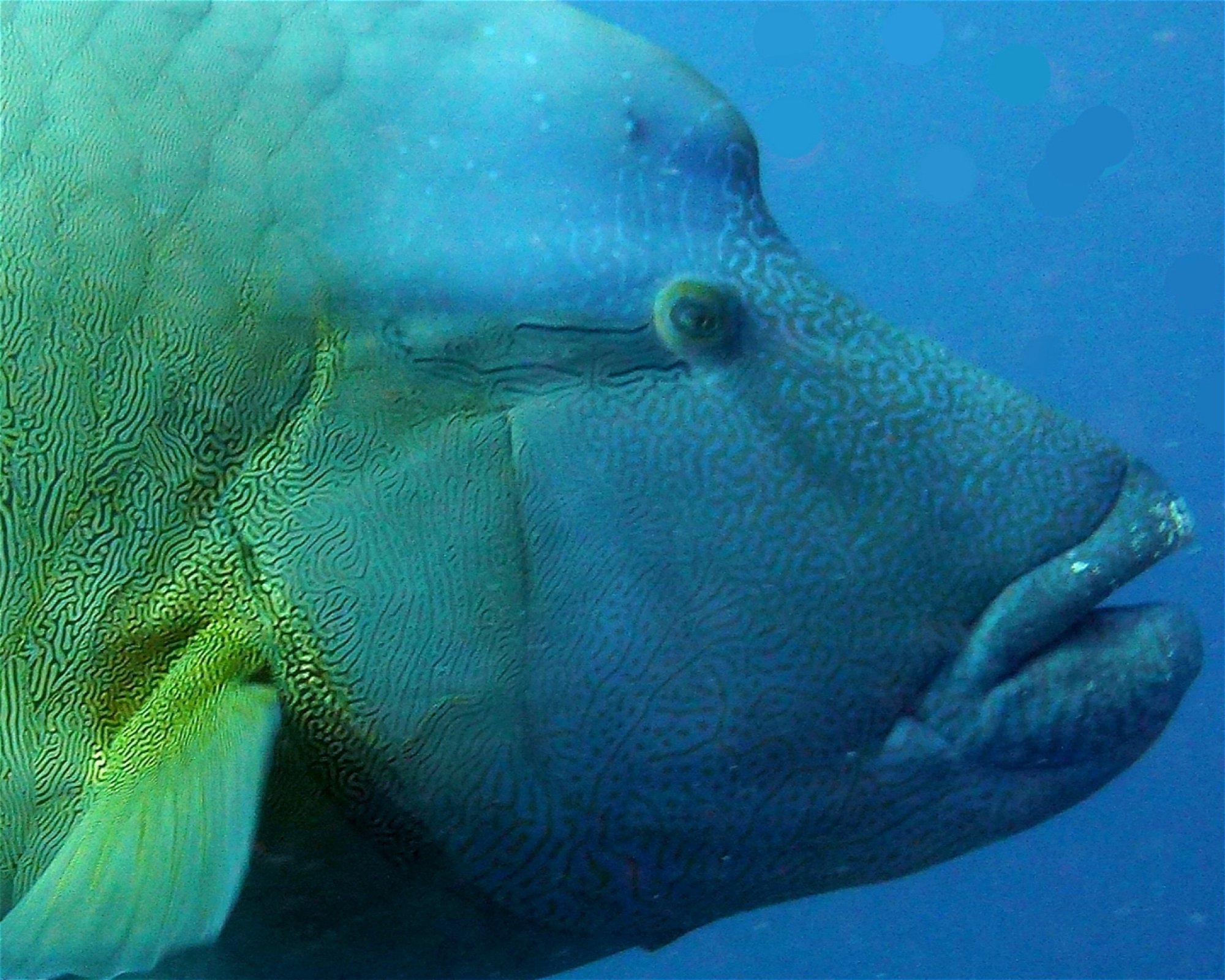 DivePoint Meedhupparu, 960 Meedhupparu