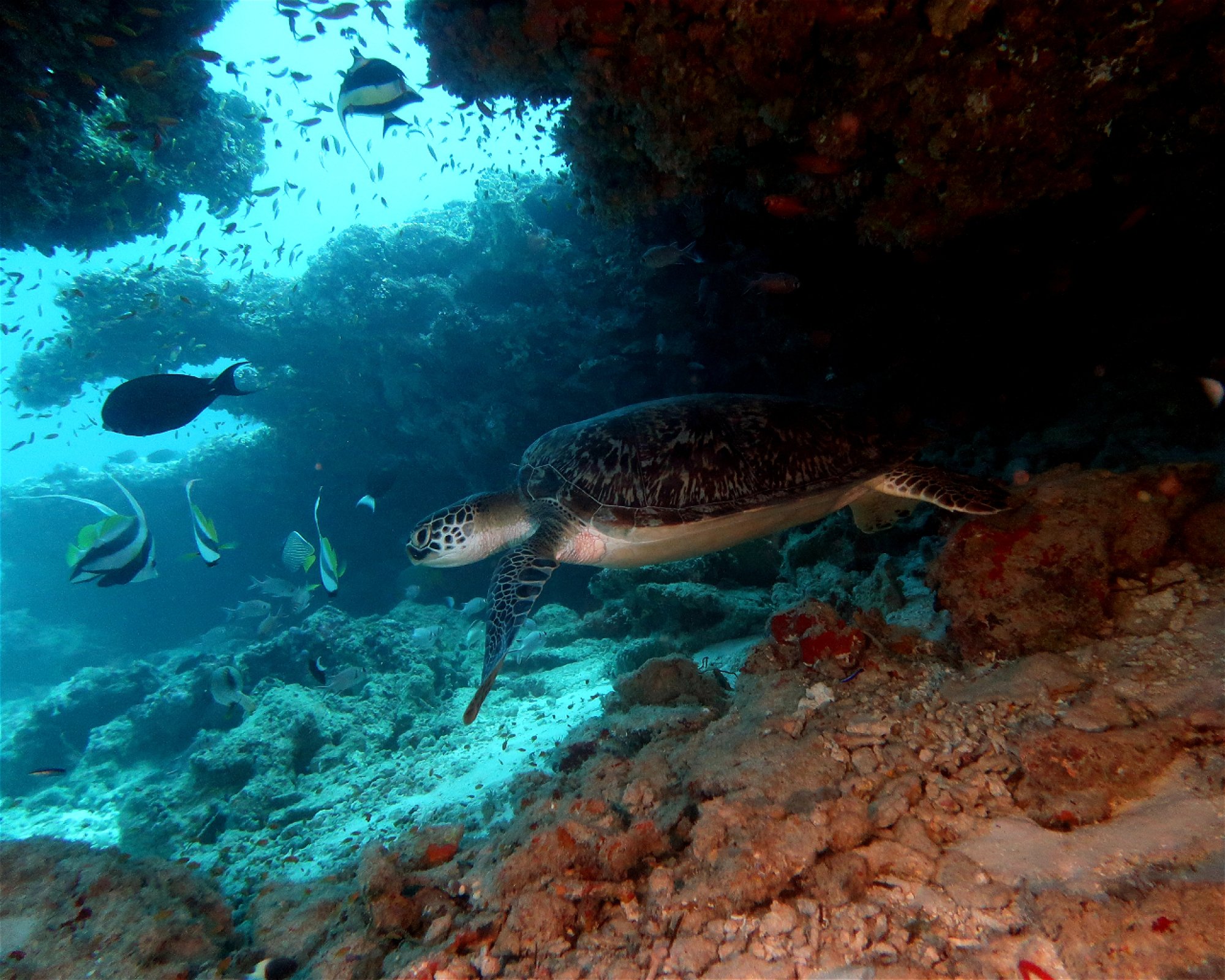 DivePoint Meedhupparu, 960 Meedhupparu