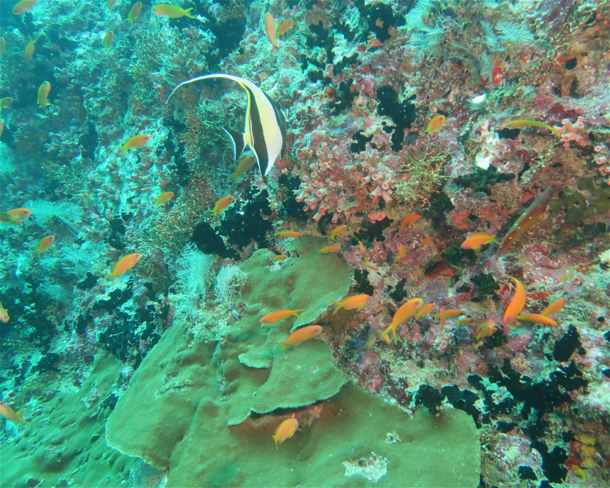 DivePoint Meedhupparu, 960 Meedhupparu