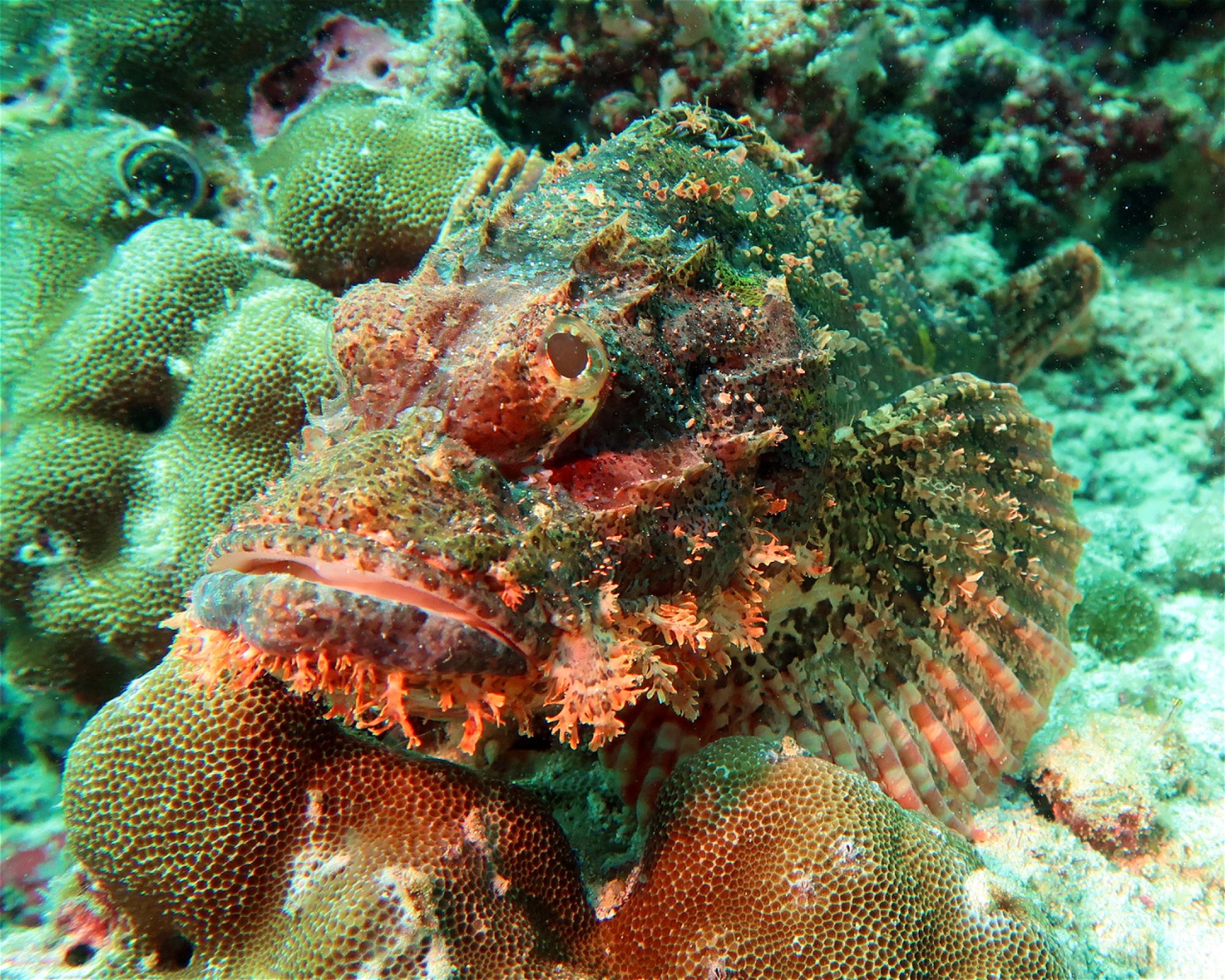 DivePoint Meedhupparu, 960 Meedhupparu