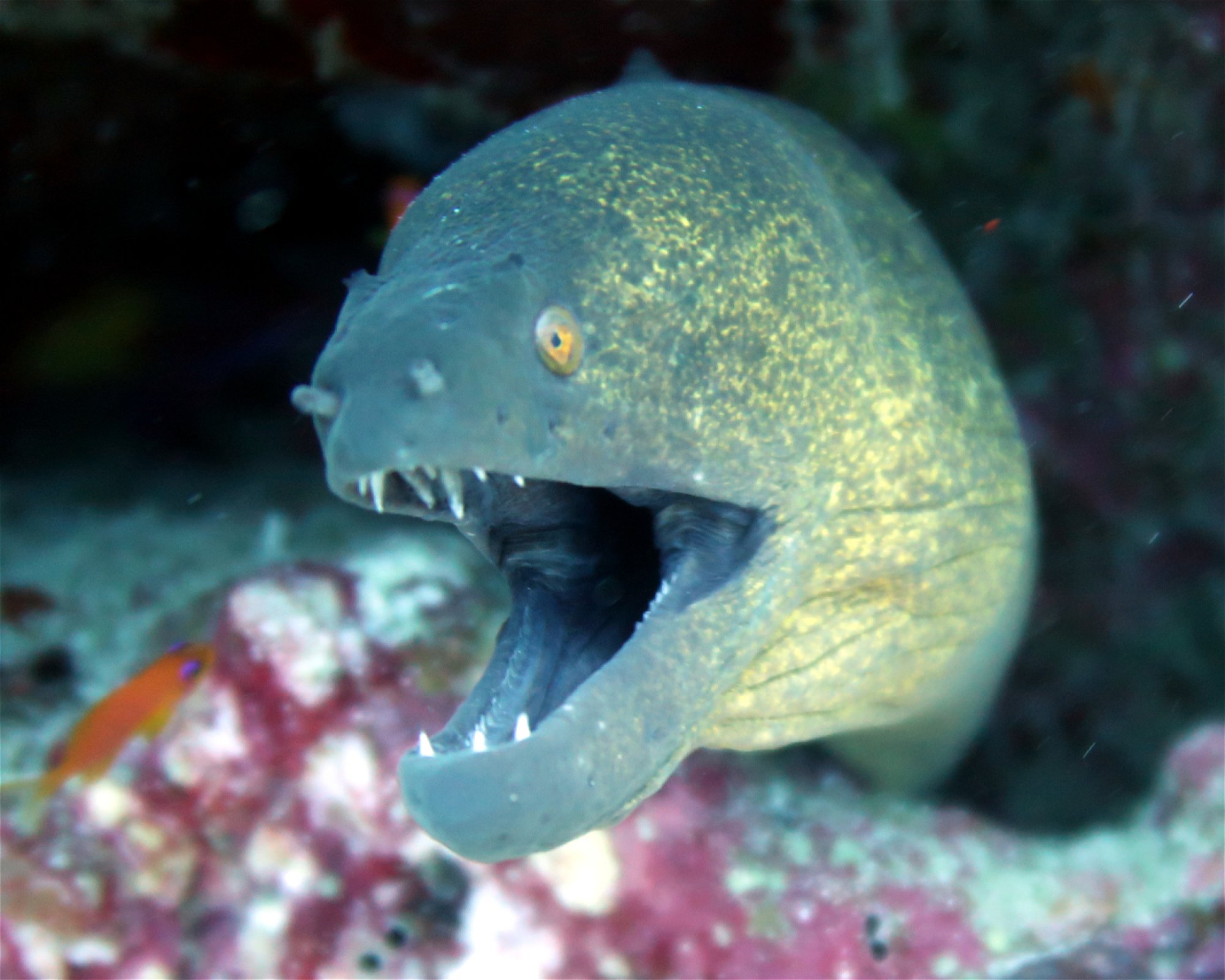 DivePoint Meedhupparu, 960 Meedhupparu