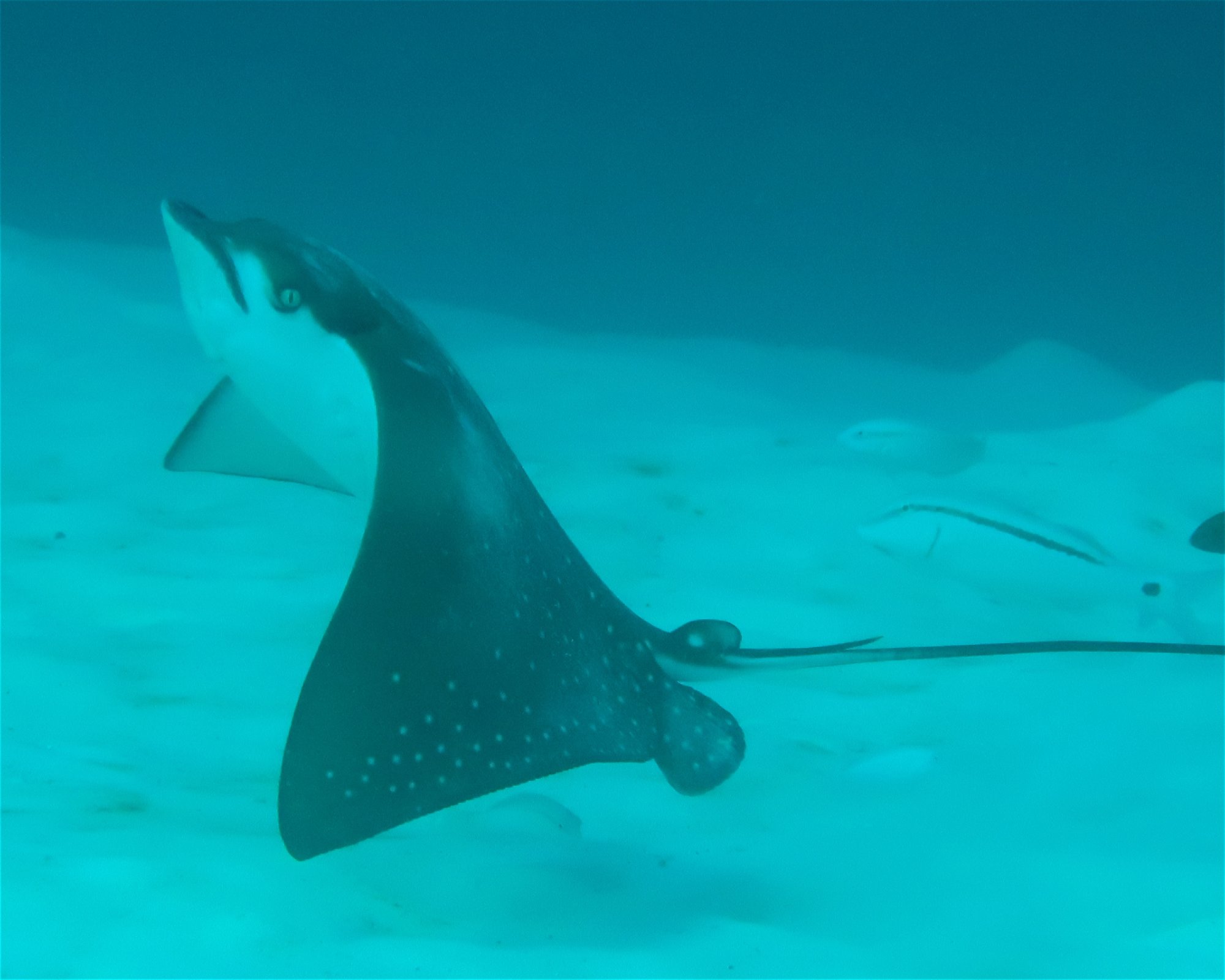 DivePoint Meedhupparu, 960 Meedhupparu