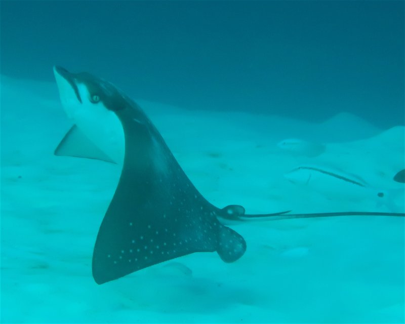 Divesite Image