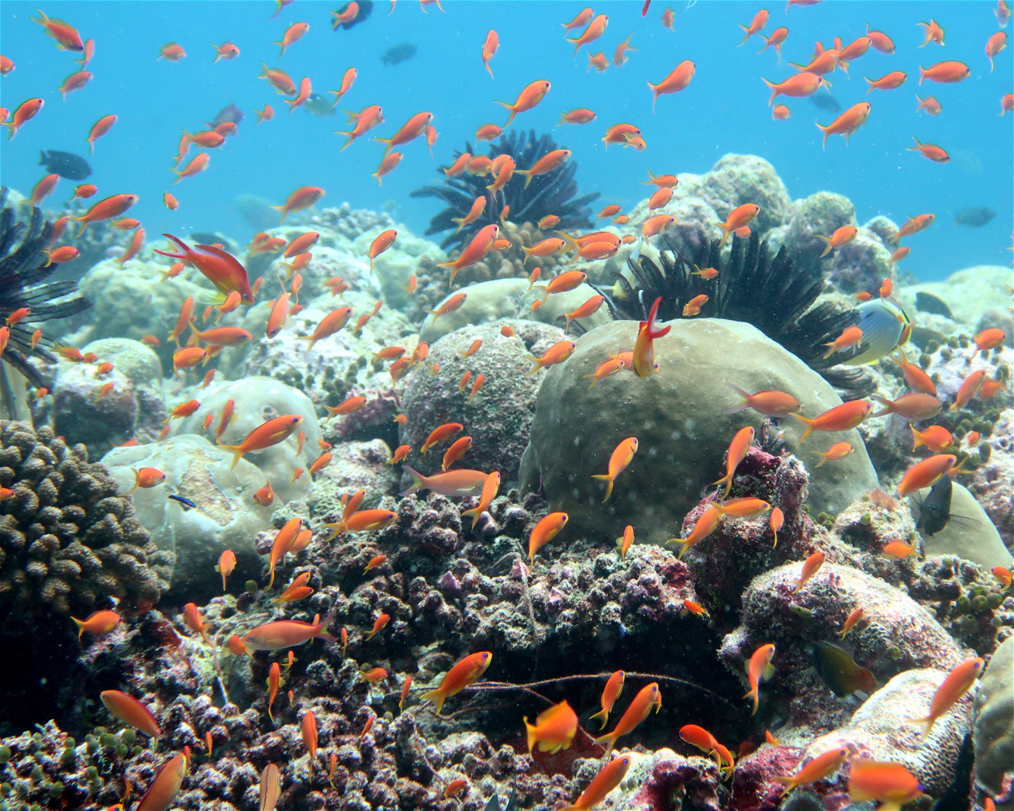 DivePoint Meedhupparu, 960 Meedhupparu