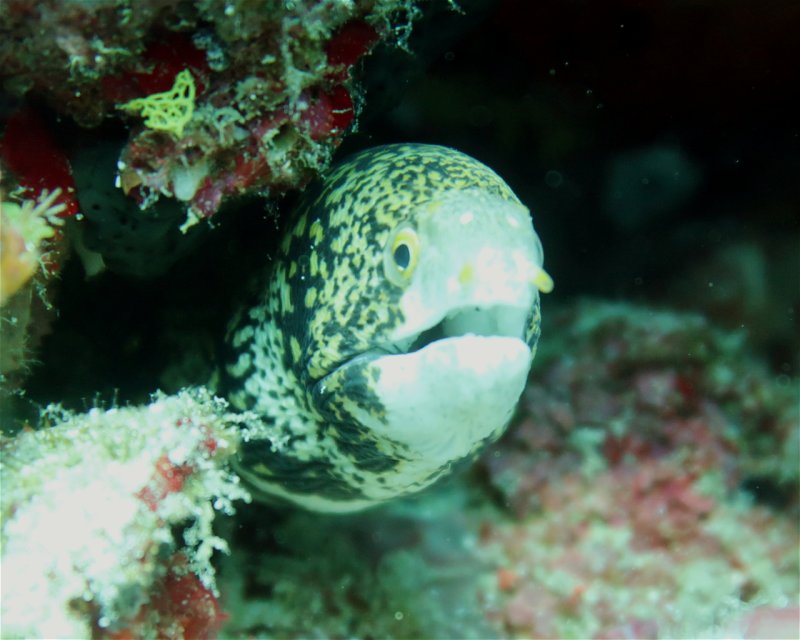 Divesite Image