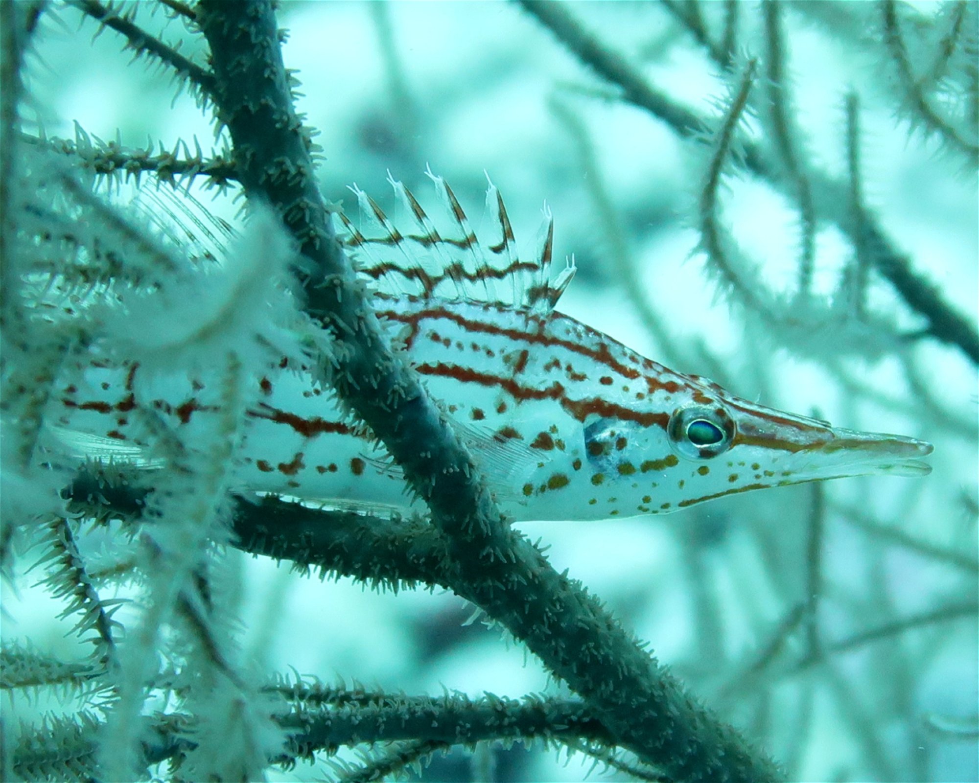 DivePoint Meedhupparu, 960 Meedhupparu