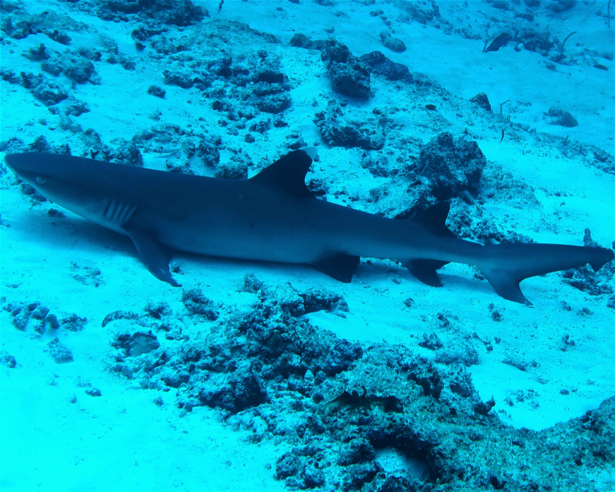 DivePoint Meedhupparu, 960 Meedhupparu