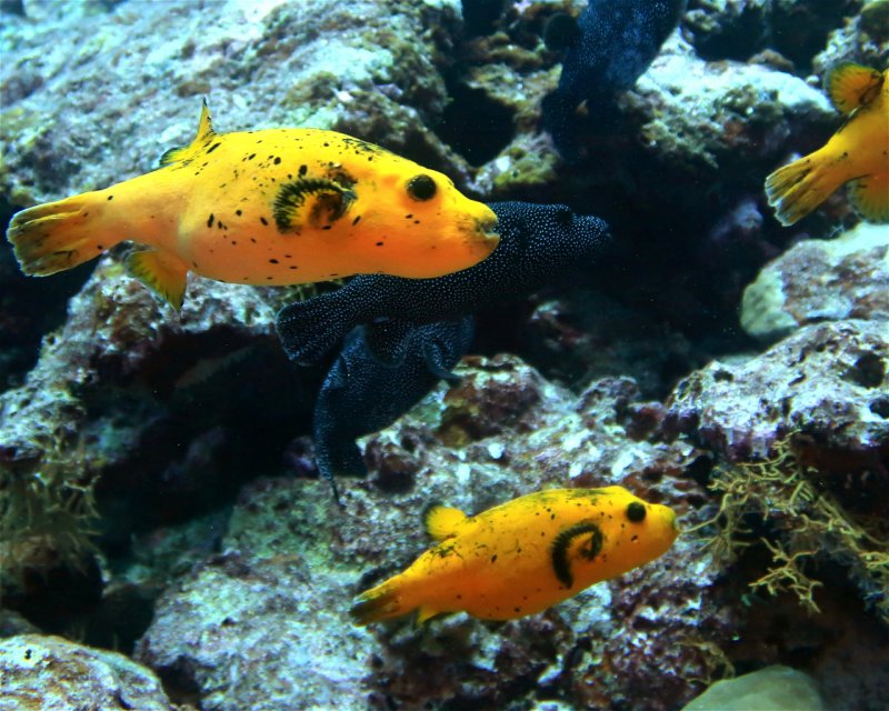 Divesite Image