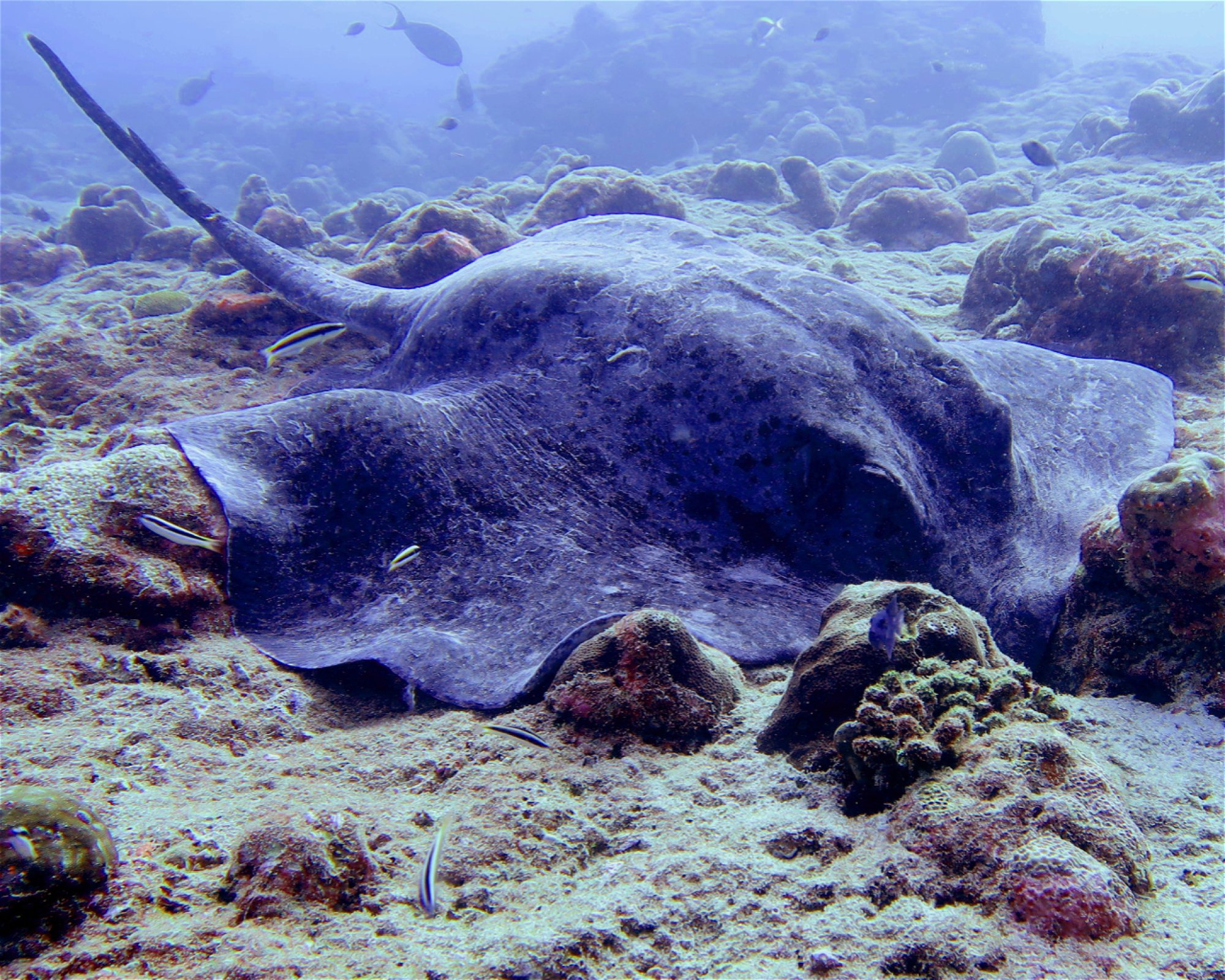 DivePoint Meedhupparu, 960 Meedhupparu