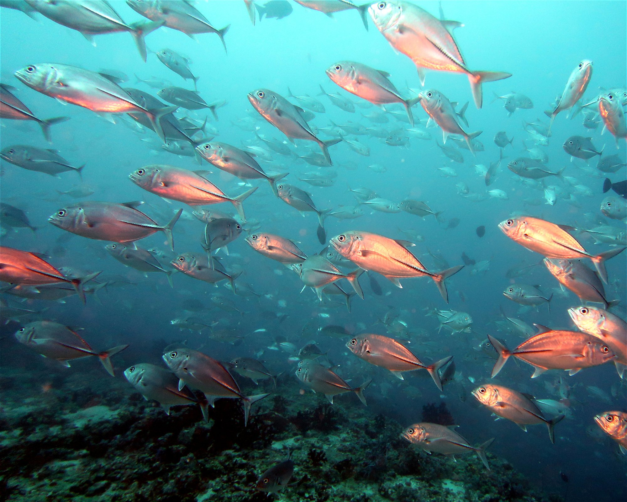 DivePoint Meedhupparu, 960 Meedhupparu