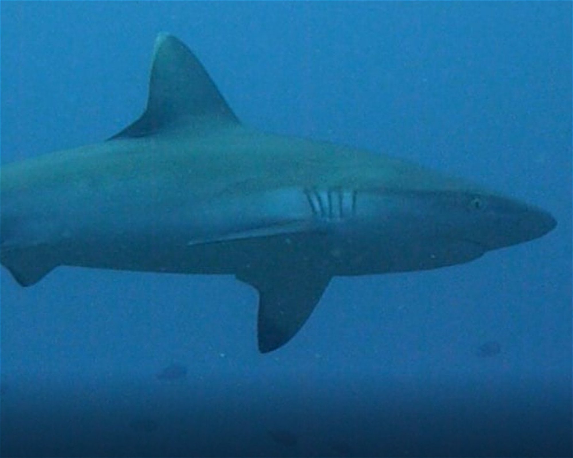 DivePoint Meedhupparu, 960 Meedhupparu