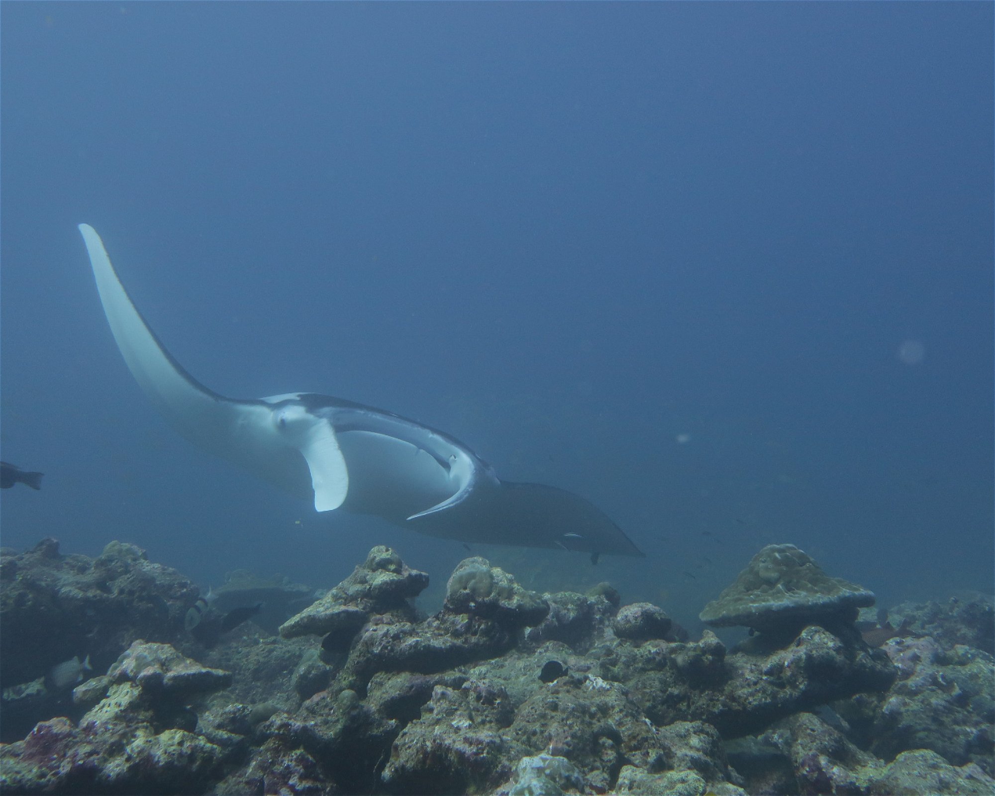 DivePoint Meedhupparu, 960 Meedhupparu