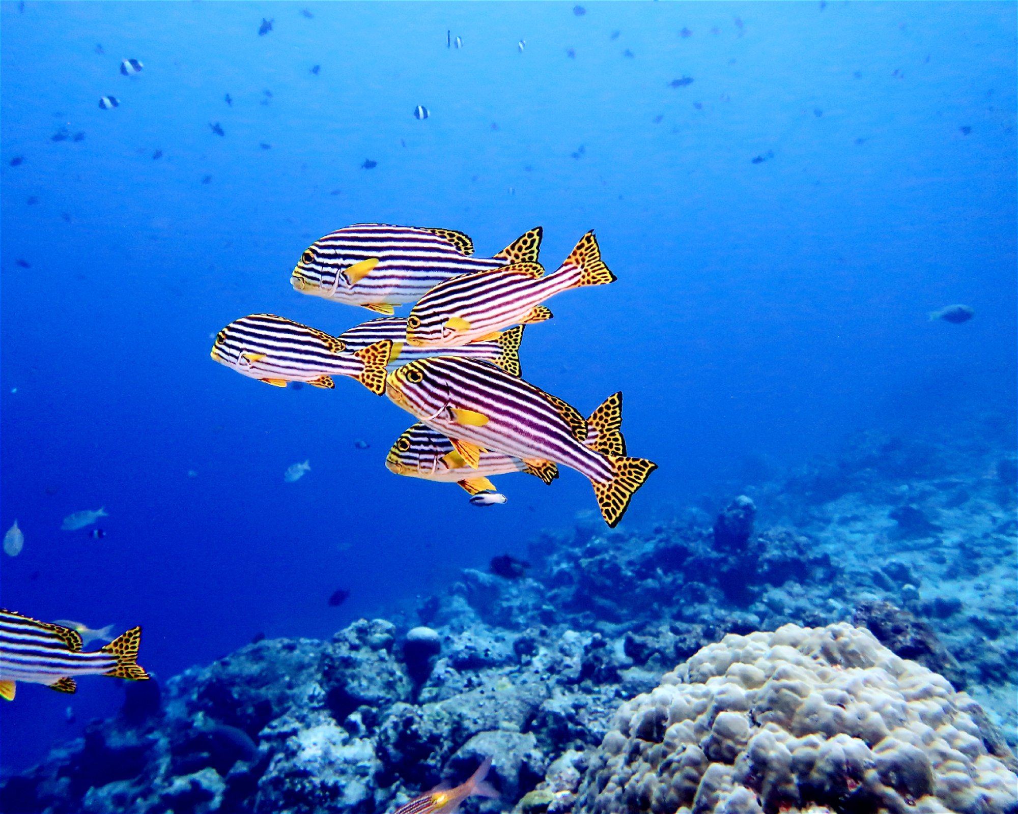 DivePoint Meedhupparu, 960 Meedhupparu
