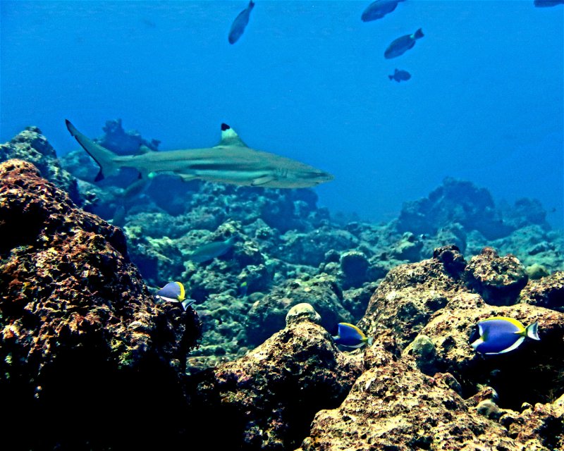 Divesite Image