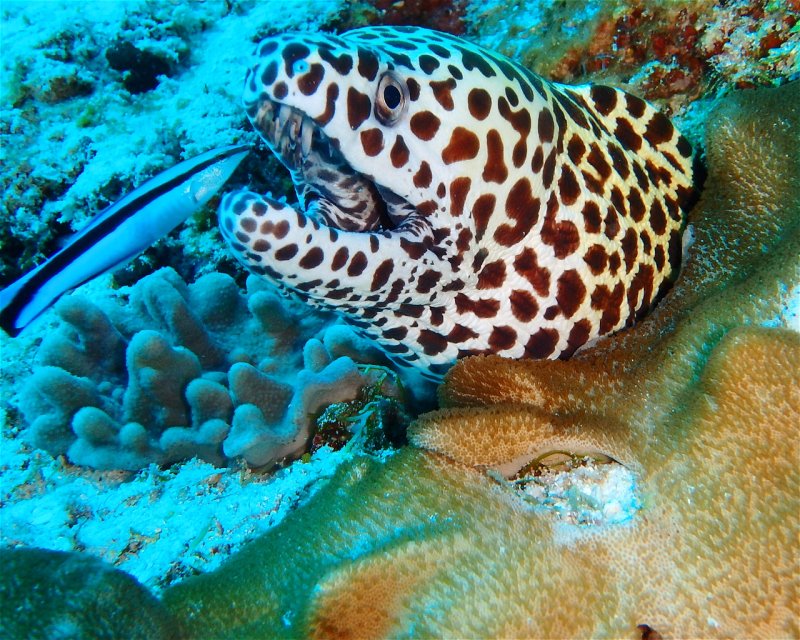 Divesite Image