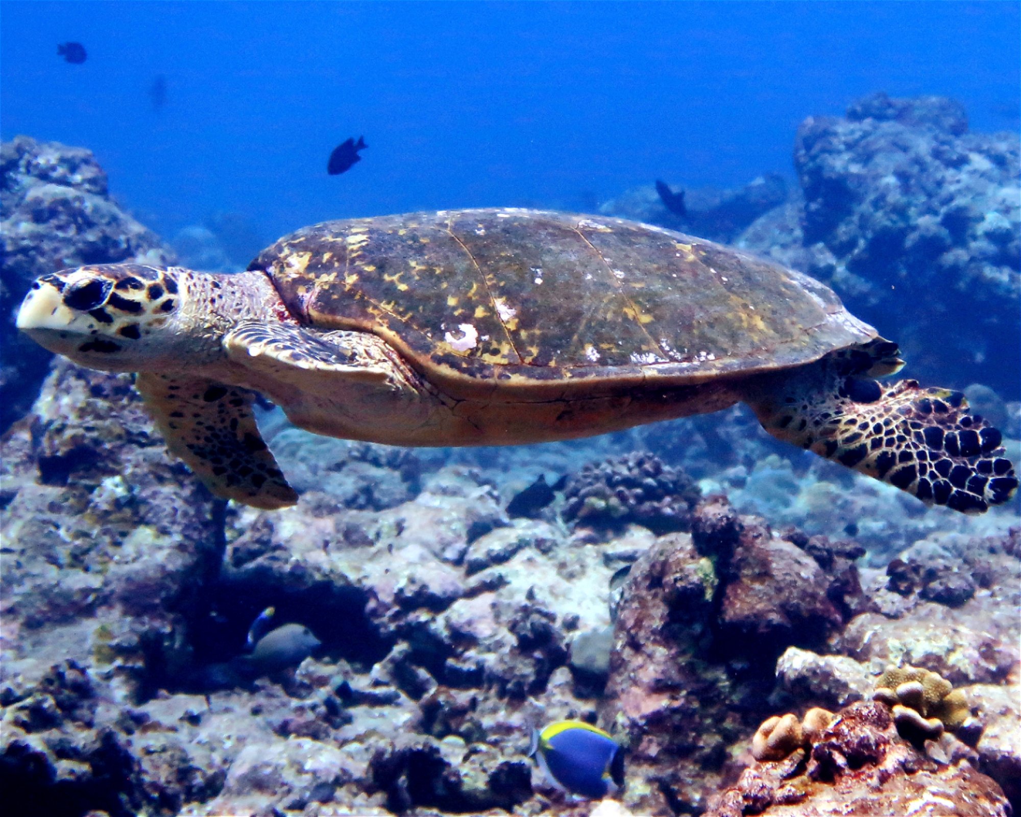 DivePoint Meedhupparu, 960 Meedhupparu
