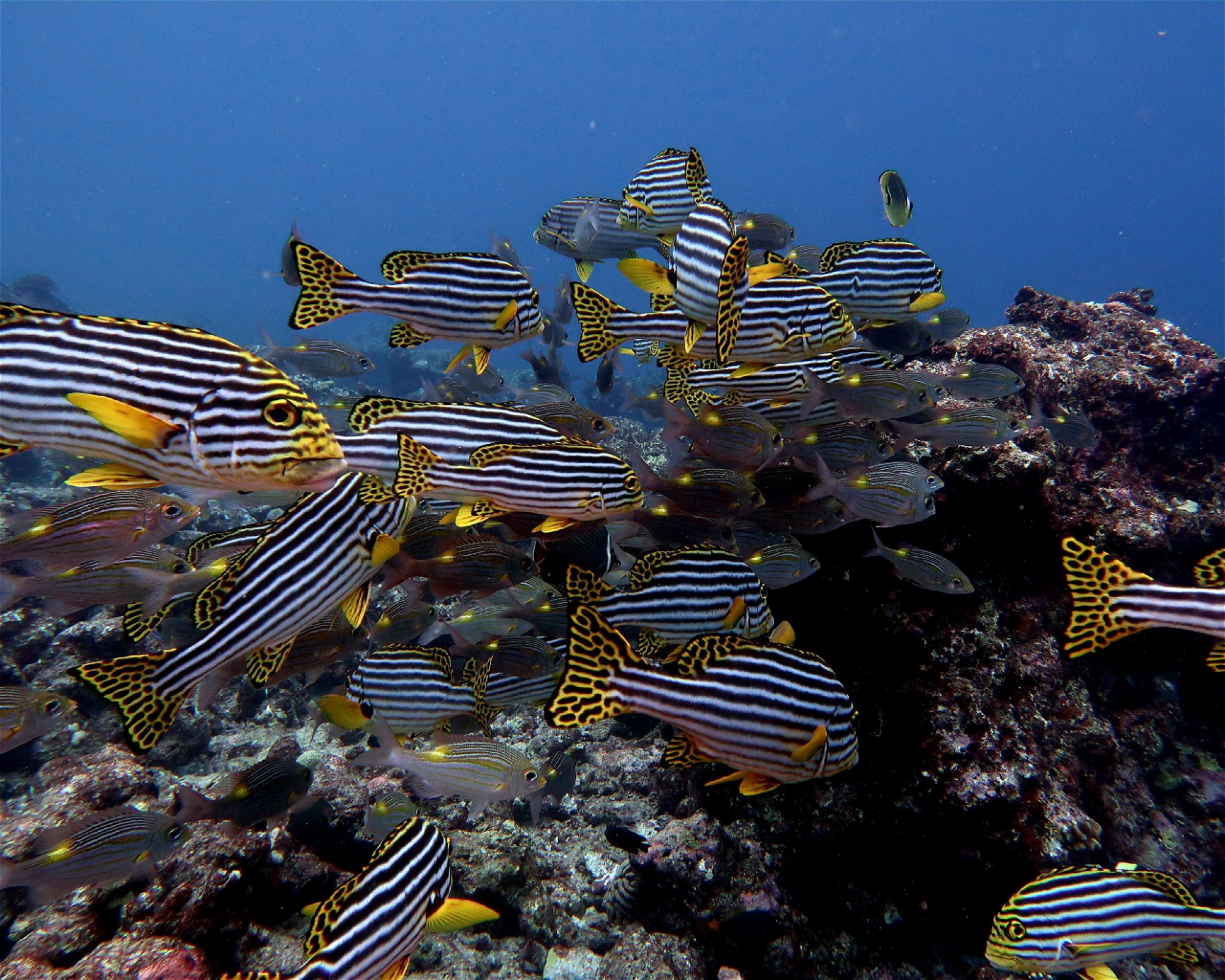 DivePoint Meedhupparu, 960 Meedhupparu